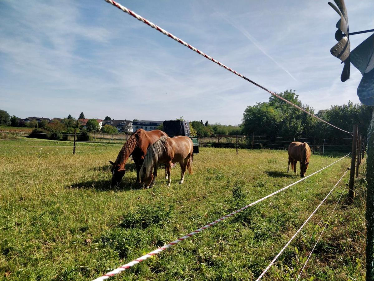 Haus Im Gruenen Villa Bornheim  Dış mekan fotoğraf
